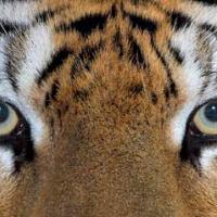 Avatar of MI Carlos E. Burgos Figueroa