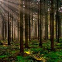 Avatar of Fabian Islas