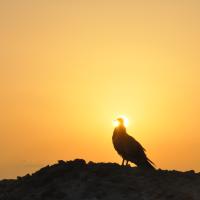 Avatar of Valerio Pancotti