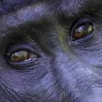 Avatar of VeilNebula