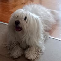 Vesna Bogdanovic's avatar