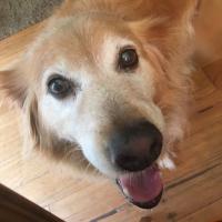 Chris L Chambers's avatar