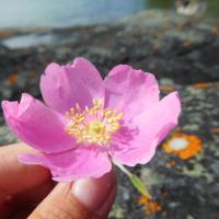 Avatar of wabbitsfoot