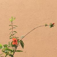 Avatar of Waltz Of Flowers