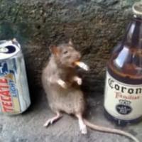 Avatar of wasonnavajas666