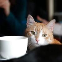 Avatar of Weverton Severo