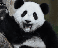 Avatar of Whichswift