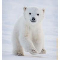 Avatar of Whitebearkorea