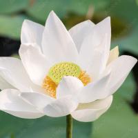 WhiteLotus1923's avatar