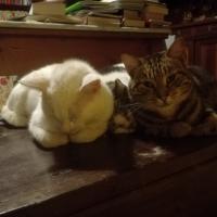 Avatar of Filippo , Alice , Kasparov