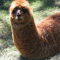 Avatar of Daniel Gurevich