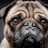 Avatar of Amelia Raven