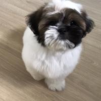 William Jorge Froes Yano's avatar