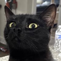 Avatar of xanthonyx5