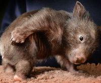 XXXWobblyWombatXXX's avatar