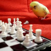 Avatar of yedid123432