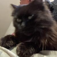 Avatar of Yoshi7777cat