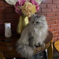 Avatar of Yulianno36