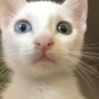 Avatar of Yahia Agnaou