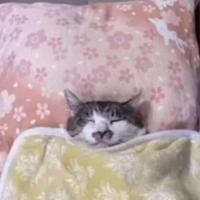 Zhi Lin Guo's avatar