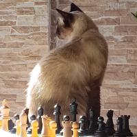 Avatar of Gabriel Mendes de Maicy