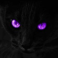 Avatar of ZetitaSaurio