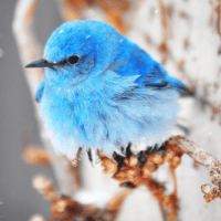 Avatar of ZIGGYWHATWHAT