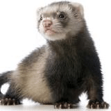 Patrick Beatrez's avatar