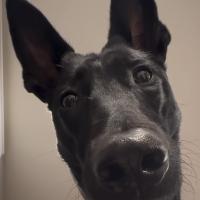 Avatar of Zulfugar Hasanli